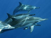 Glück und Zufriedenheit – Workshop