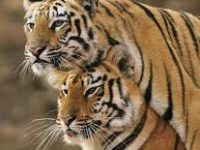 BaHeFa* Kung Fu – Workshop